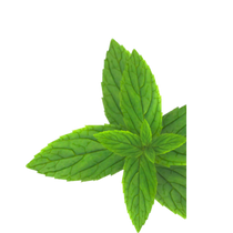 Mint Leaf 2