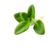 Mint Leaf 3